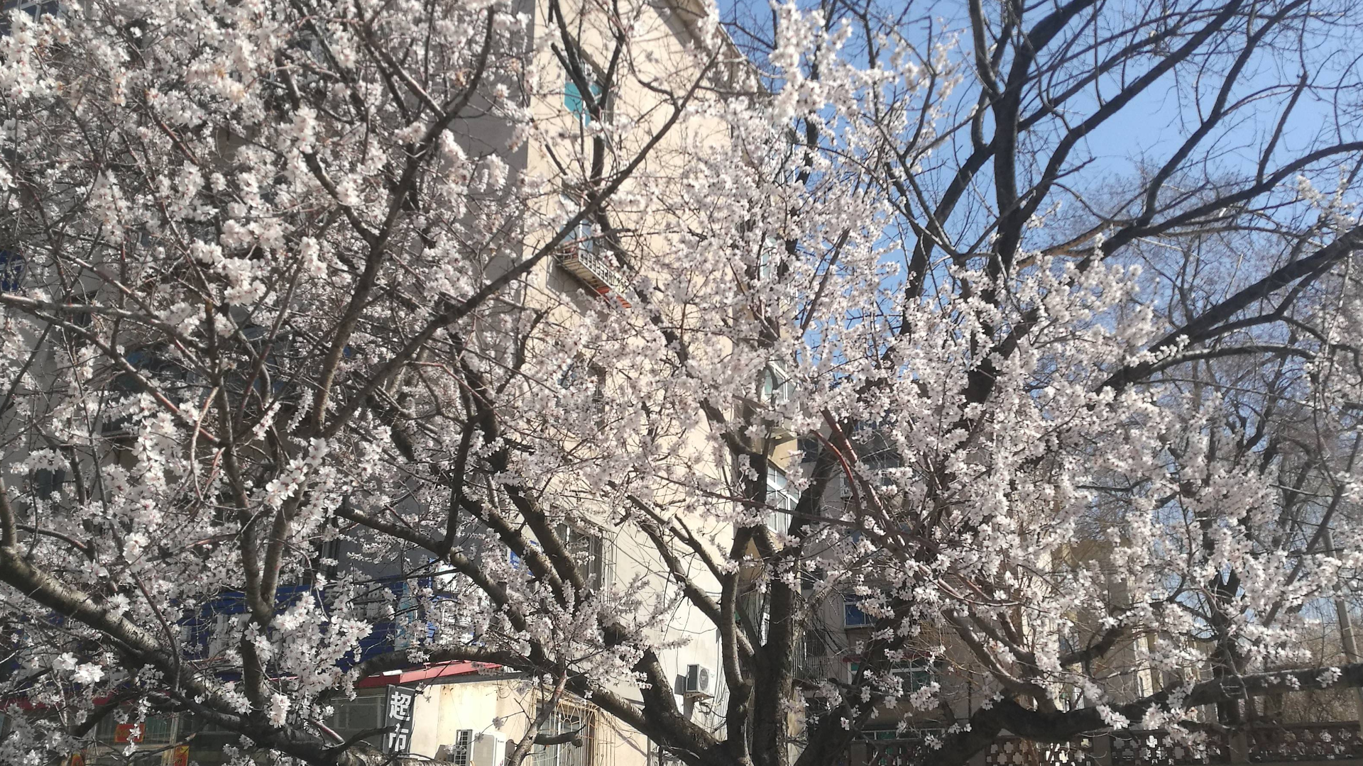 你离六月飘雪只有一个月的距离